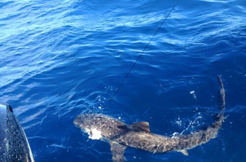Mako and blue shark