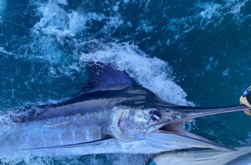 Marlin teaser