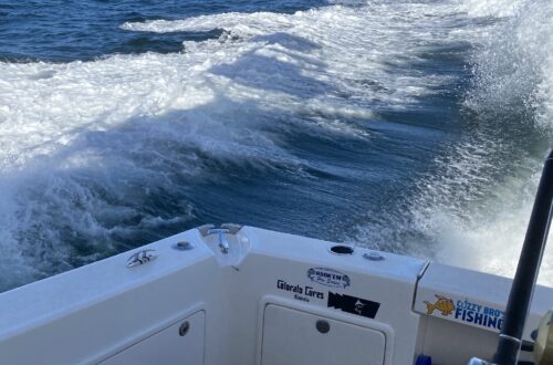 Mako Anyone?