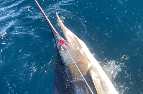 John’s Marlin